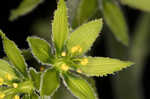 Green false hellebore